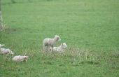Hoe te behandelen koliek bij schapen