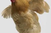 Hoe maak je een tegen knaagdieren beschermde kip Feeder