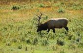 De beste Elk jacht gebieden in de grote hoorn bergen in Wyoming