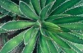 Soorten Yucca planten voor Florida