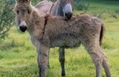Hoe de zorg voor een Baby-ezel