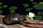 Hoe kan u helpen een schildpad met een Shell bloeden