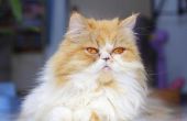 Perzische kat oogproblemen