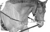 Hoe aan de longe van een paard in Side teugels