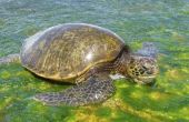 Hoe zien de schildpadden op Oahu