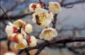 How to Get Rid van kleine grond bijen