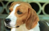 Hoe de zorg voor een beagle met Chinese Beagle syndroom