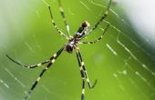 Zijn zwarte & geel tuin spinnen gevaarlijk?