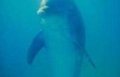 Waarom dolfijnen zijn vriendelijke mensen?