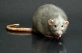 Hoe maak je een Rat aas Station