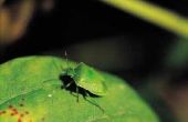 De oorzaak voor de besmetting van een Stinkbug
