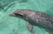 Hoe om te zwemmen met dolfijnen in Maryland