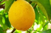 De beste tijd om Trim citrusbomen