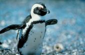 Wat zijn de fysieke kenmerken van een pinguïn?