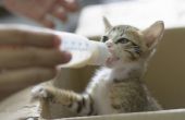 Hoe maak je een Baby Kitten Gain gewicht