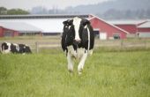 Hoe te verhogen van een familie melk koe