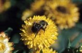 Hoe om te ontmoedigen timmerman bijen