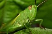 Structuur van Grasshoppers