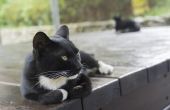 Wat Is de oorsprong van Tuxedo katten?