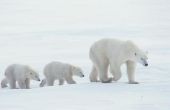 Lesgeven over Polar dieren naar de kleuterschool