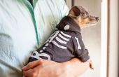 10 leuke hond kostuums voor Halloween