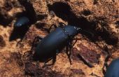 Zwarte Beetle problemen