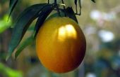 How to Protect sinaasappelbomen van bevriezing