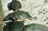 Kun je rode Phayre schuifregelaars & westerse vijver schildpadden samen?