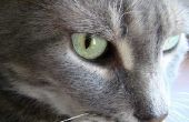 Artemisinine toxiciteit bij katten