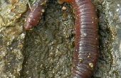 Ringworm Earthworm feiten
