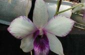 How to Care for Dendrobium orchideeën