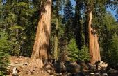 How to Care for Sequoia bomen