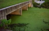 Waterstofperoxide en vijver algen