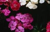 Hoe de zorg voor Dianthus planten