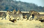 Feiten over Zebra's voor kinderen