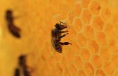 Hoe te verzachten bijenwas