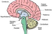 Wat de verschillende delen van de hersenen?