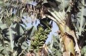 Een bananenboom wortelsysteem