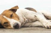 Canine Restless Legs Syndrome