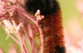 Hoe te houden een zwarte & Brown Fuzzy Caterpillar