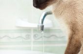 Hoe een kat met Dawn afwassen wasmiddel wassen