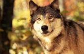 Welk deel van de wereld woont wolven?