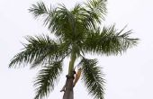 Hoe maak je een palmtak