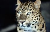 How to Make Leopard Spots met make-up