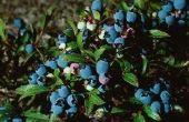 Hoe om te voorkomen dat herten eten Blueberry planten