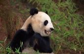 Kenmerken & gedrag van de reuzenpanda