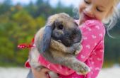 How to Take Care van een huisdier konijn