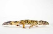 Hoe herken ik de leeftijd van een Gecko