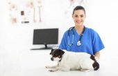 Hoe de behandeling van nierziekte bij honden