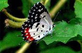 Wat Is een vlinder van Habitat?